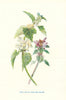 White & Red Dead Nettle, or Red Archangel. Wild Flowers by Frederick Hulme c1895