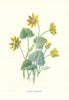 Pilewort or Lesser Celandine. Wild Flowers by Frederick Edward Hulme c1895