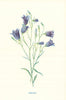Harebell. Wild Flowers by Frederick Edward Hulme c1895 old antique print