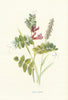 Bush Vetch . Wild Flowers by Frederick Edward Hulme c1895 old antique print
