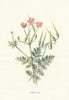Stork's-Bill. Wild Flowers by Frederick Edward Hulme c1895 old antique print
