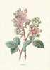 Bramble. Wild Flowers by Frederick Edward Hulme c1895 old antique print
