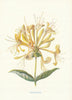 Honeysuckle. Wild Flowers by Frederick Edward Hulme c1895 old antique print