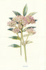 Valerian. Wild Flowers by Frederick Edward Hulme c1895 old antique print