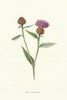 Small Knapweed. Wild Flowers by Frederick Edward Hulme c1895 old antique print
