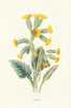 Paigle or Cowslip. Wild Flowers by Frederick Edward Hulme c1895 old print