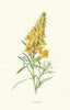 Toad-Flax. Wild Flowers by Frederick Edward Hulme c1895 old antique print