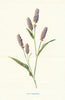 Pink Persicaria. Wild Flowers by Frederick Edward Hulme c1895 old print