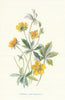 Tormentil & Cinquefoil. Wild Flowers by Frederick Edward Hulme c1895 old print