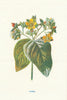 Tutsan. Wild Flowers by Frederick Edward Hulme c1895 old antique print picture