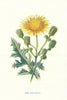 Corn Sow-Thistle. Wild Flowers by Frederick Edward Hulme c1895 old print