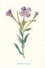 Greater Willow-Herb. Wild Flowers by Frederick Edward Hulme c1895 old print