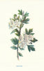 Hawthorn. Wild Flowers by Frederick Edward Hulme c1895 old antique print