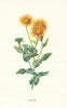 Fleabane. Wild Flowers by Frederick Edward Hulme c1895 old antique print