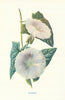 Bindweed. Wild Flowers by Frederick Edward Hulme c1895 old antique print