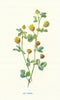 Hop Trefoil. Wild Flowers by Frederick Edward Hulme c1895 old antique print