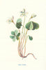 Wood Sorrel. Wild Flowers by Frederick Edward Hulme c1895 old antique print