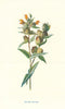 Yellow Rattle. Wild Flowers by Frederick Edward Hulme c1895 old antique print