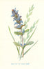 Bugle & Tall Fescue Grass. Wild Flowers by Frederick Edward Hulme c1895 print