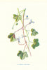 Ivy-Leaved Toad-Flax. Wild Flowers by Frederick Edward Hulme c1895 old print