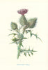 Spear-Plume Thistle. Wild Flowers by Frederick Edward Hulme c1895 old print