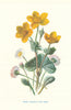 Daisy & Marsh Marigold. Wild Flowers by Frederick Edward Hulme c1895 print
