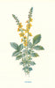 Agrimony. Wild Flowers by Frederick Edward Hulme c1895 old antique print