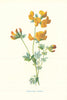 Bird's-foot Trefoil. Wild Flowers by Frederick Edward Hulme c1895 old print