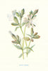 White Campion. Wild Flowers by Frederick Edward Hulme c1895 old antique print