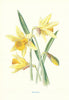 Daffodil. Wild Flowers by Frederick Edward Hulme c1895 old antique print