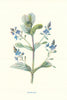 Brooklime. Wild Flowers by Frederick Edward Hulme c1895 old antique print