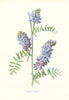 Tufted Vetch. Wild Flowers by Frederick Edward Hulme c1895 old antique print