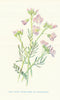 Lady's-Smock. Wild Flowers by Frederick Edward Hulme c1895 old antique print