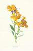 Wallflower. Wild Flowers by Frederick Edward Hulme c1895 old antique print