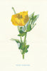 Yellow Horned-Poppy. Wild Flowers by Frederick Edward Hulme c1895 old print