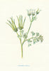 Shepherd's Needle. Wild Flowers by Frederick Edward Hulme c1895 old print