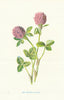 Red Meadow Clover. Wild Flowers by Frederick Edward Hulme c1895 old print