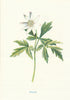 Anemone. Wild Flowers by Frederick Edward Hulme c1895 old antique print
