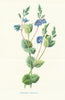 Germander Speedwell. Wild Flowers by Frederick Edward Hulme c1895 old print