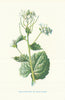 Garlic-Mustard. Wild Flowers by Frederick Edward Hulme c1895 old antique print