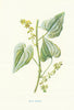Black Bryony. Wild Flowers by Frederick Edward Hulme c1895 old antique print
