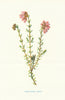 Cross-Leaved Heath. Wild Flowers by Frederick Edward Hulme c1895 old print