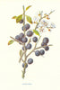 Blackthorn. Wild Flowers by Frederick Edward Hulme c1895 old antique print