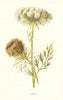 Carrot. Wild Flowers by Frederick Edward Hulme c1895 old antique print picture
