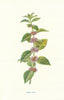Corn-Mint. Wild Flowers by Frederick Edward Hulme c1895 old antique print