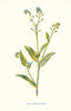 Field Scorpion-Grass. Wild Flowers by Frederick Edward Hulme c1895 old print