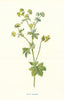Lady's Mantle. Wild Flowers by Frederick Edward Hulme c1895 old antique print
