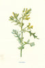 Groundsel. Wild Flowers by Frederick Edward Hulme c1895 old antique print