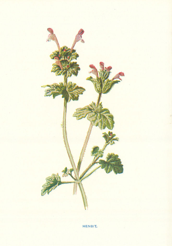 Henbit. Wild Flowers by Frederick Edward Hulme c1895 old antique print ...