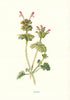 Henbit. Wild Flowers by Frederick Edward Hulme c1895 old antique print picture